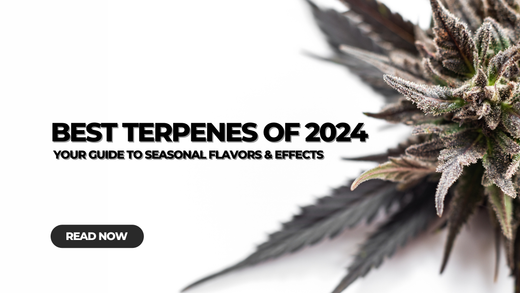 Best Terpenes of 2024