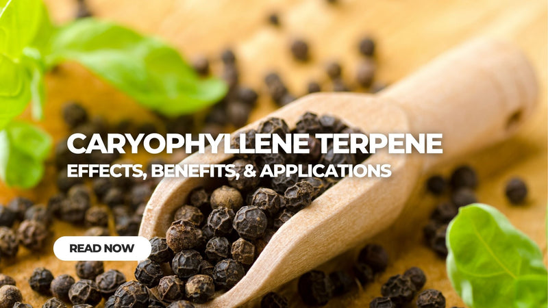 Caryophyllene Terpene