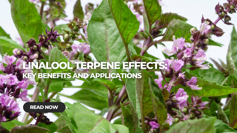 Linalool Terpene Effects