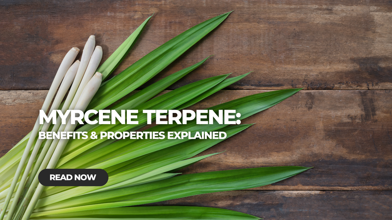 Myrcene Terpene Benefits and Properties