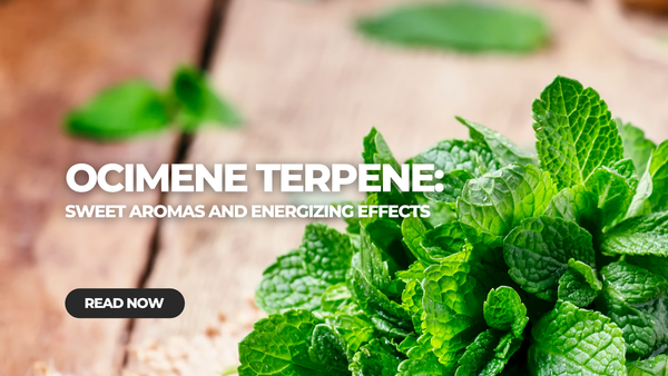 Ocimene Terpene