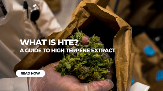 What is HTE? A Guide to High Terpene Extract